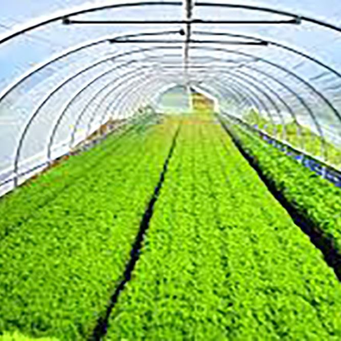 Medicinal Greenhouse