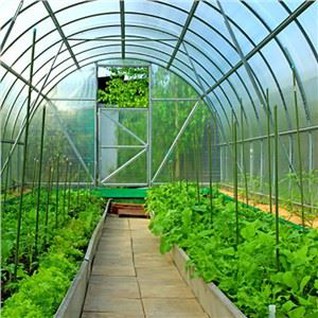 Оранжерия Чили